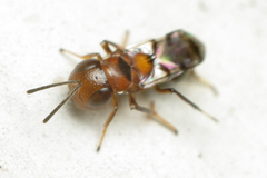 Encyrtus
