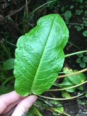 Rumex obtusifolius obtusifolius