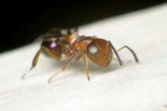 Encyrtus