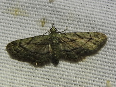 Eupithecia longidens