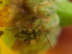 Liocoris tripustulatus