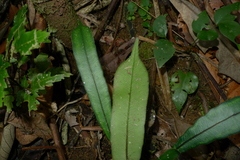 Blechnum vieillardii
