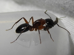 Camponotus texanus