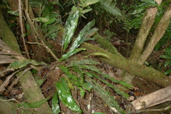 Elaphoglossum vieillardii