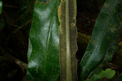 Elaphoglossum vieillardii