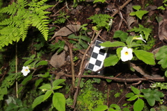 Achimenes occidentalis