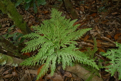 Selaginella hordeiformis