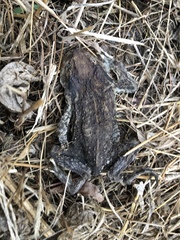 Bufo sachalinensis