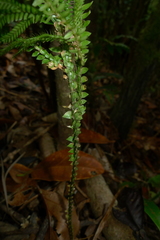 Selaginella hordeiformis
