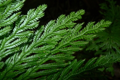 Selaginella hordeiformis