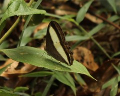 Oressinoma typhla typhla