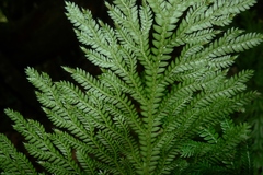 Selaginella hordeiformis