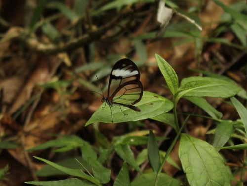 Photo of Andromica clearwing (Greta andromica)
