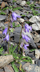 Campanula collina