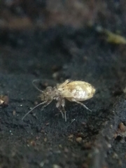 Pteroxanium