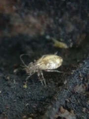 Pteroxanium