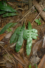 Blechnum vieillardii