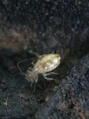 Pteroxanium