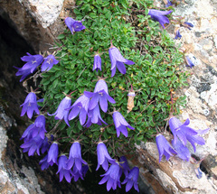Campanula petrophila