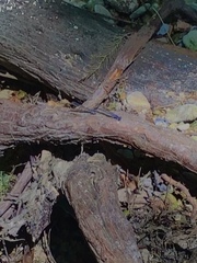 Argia sedula