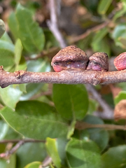 Disholandricus chrysolepidis