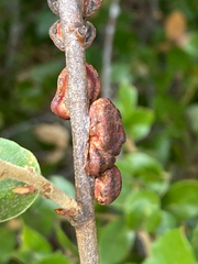 Disholandricus chrysolepidis