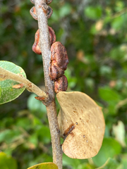 Disholandricus chrysolepidis