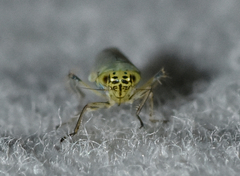Macrosteles quadrilineatus