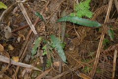 Blechnum vieillardii