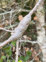 Protobalandricus spectabilis