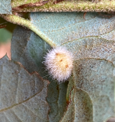 Disholandricus lasius