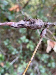 Dryocosmus asymmetricus