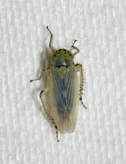 Macrosteles quadrilineatus