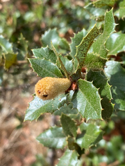 Heteroecus melanoderma