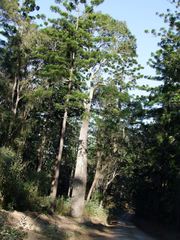 Brachychiton rupestris