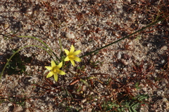 Romulea flava minor