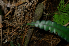 Blechnum vieillardii