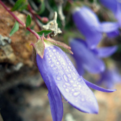 Campanula petrophila
