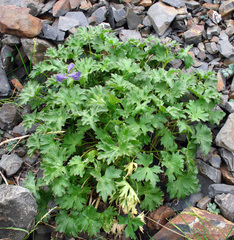 Delphinium caucasicum