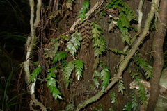 Tmesipteris lanceolata