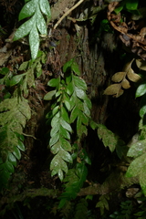 Tmesipteris lanceolata