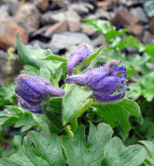 Delphinium caucasicum