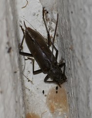 Susuacanga stigmatica