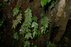 Tmesipteris lanceolata