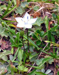 Lomatogonium carinthiacum