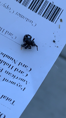 Phidippus audax