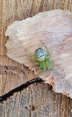 Bijoaraneus praesignis