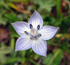 Lomatogonium carinthiacum