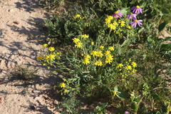 Senecio abruptus