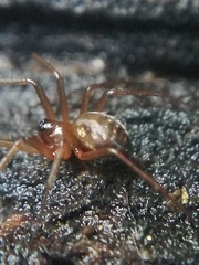 Lepthyphantes